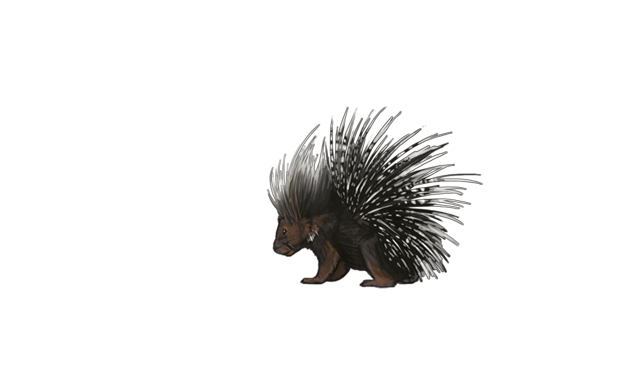 capeporcupineDAY.png.png