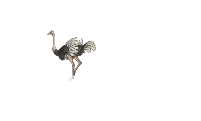 OstrichDAY.png