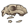 Caracal Skull