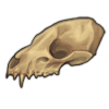Civet Skull