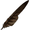 Brown Eagle Feather