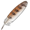 Barn Owl Feather