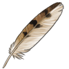Grass Owl Feather