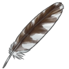 Little Owl Feather