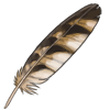 Marsh Owl Feather