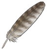 Southern White-Faced Owl Feather