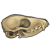 Fennec Skull