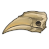 Hornbill Skull
