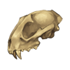 Serval Skull