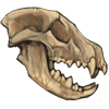 Striped Hyena Skull