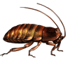 Beetle Nemesis: Elliptorhina chopardi