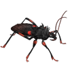 Beetle Nemesis: Platymeris laevicollis