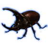 Beetle: Augosoma centaurus [Dark]