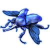 Beetle: Chelorrhina kraatzi [Frost]
