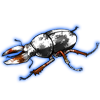Beetle: Colophon primosi [Piebald]