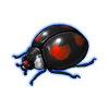 Beetle: Harmonia axyridis [Black]