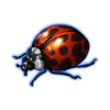 Beetle: Harmonia axyridis [Mottled]