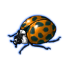 Beetle: Harmonia axyridis [Orange]