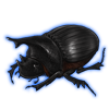 Beetle: Heliocopris hunteri [Black]