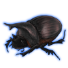 Beetle: Heliocopris hunteri [Dark]