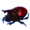Beetle: Heliocopris hunteri [Red]
