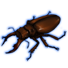 Beetle: Homoderus gladiator [Dark]
