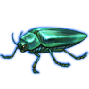 Beetle: Jewel Beetle [Teal]