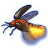 Beetle: Luciola lusitanica [Brown]