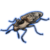 Beetle: Lycoreus corpulentus [White]