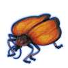 Beetle: Lycus trabeatus [Fiery]