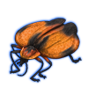 Beetle: Lycus trabeatus [Orange]