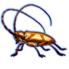 Beetle: Prosopocera lactator [Orange]