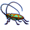 Beetle: Prosopocera lactator [Turquoise]