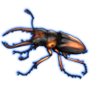 Beetle: Prosopocoilus savagei [Brown]