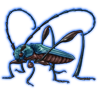 Beetle: Rhopalizus nitens [Blue]