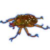 Beetle: Stephanorrhina guttata [Brown]