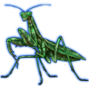 Beetle Nemesis: Sphodromantis viridis [Emerald]