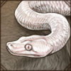 Albino Snake Decor