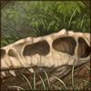 Buried Allosaurus Skull