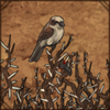 Shrikes in Thorns