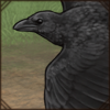 Fan-Tailed Raven