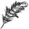 Sacred Ibis Feather