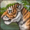 [GE - Cambodia] Indochinese Tiger