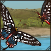 Madagascar Giant Swallowtail