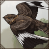 Flying Pennant-Winged Nightjar