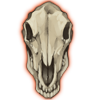 Zebra Skull