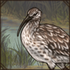 Slender-Billed Curlew