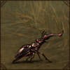 Stag Beetle [2]