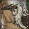 Von Der Decken's Hornbill - Female