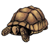 Small Tortoise